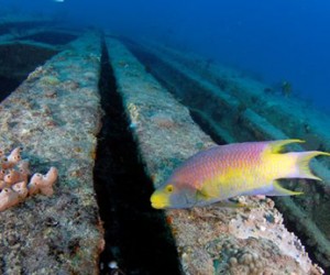 Sea Emperor